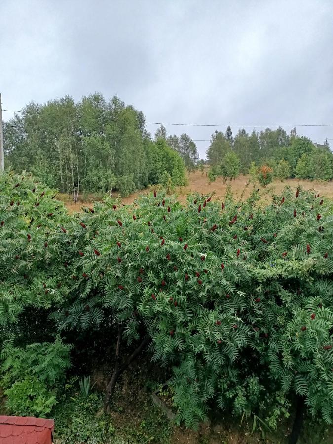 Appartamento U Zbyszka Kamienna Gora Esterno foto